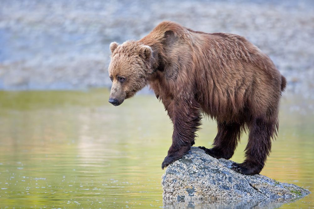 Coastal Brown Bear standing on rock with green reflections_W7C6290-Geographic Harbor, Katmai NP, AK.jpg