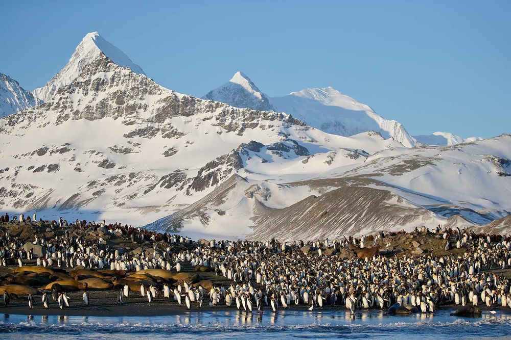 King-penguins-and-seals-on-beach_E7T2027-St-Andrews-Bay-entrance,-South-Georgia-Islands,-Southern-ocean.jpg