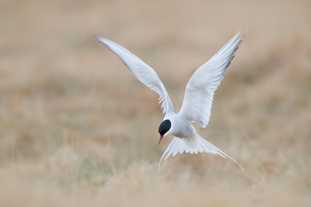 Arctic-Tern-landing-with-wings-flared-out_A3I2144-Arnastapi,-West-Iceland.jpg