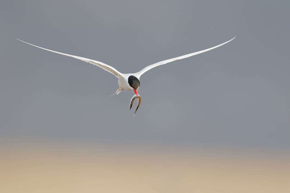 Arctic-tern-with-pipe-fish-flying_44A2251-Ytri-Tunga,-West-Iceland.jpg