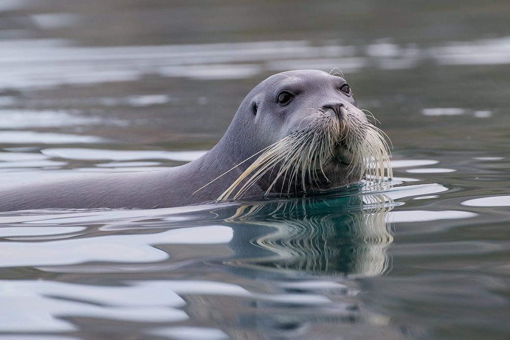Beared-seal-in-the-water_E7T3014-Hamiltonbuka,-Svalbard,-Arctic.jpg