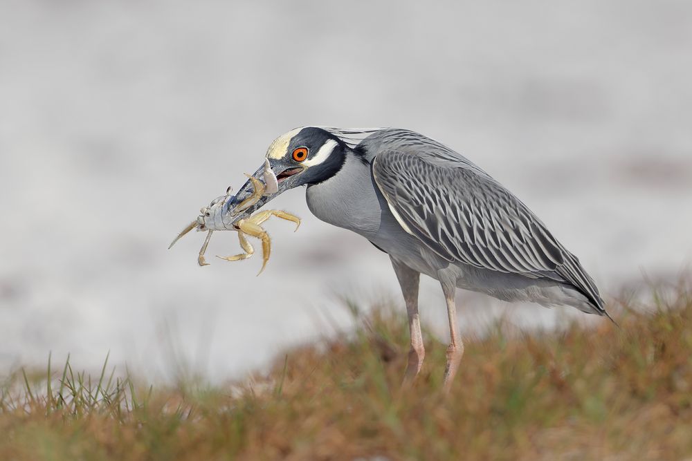 Yellow-Crowned-Night-Heron-with-Ghost-Crab_F0A0835-Fort-de-Soto,-Tierra-Verde,-Florida,-USA.jpg