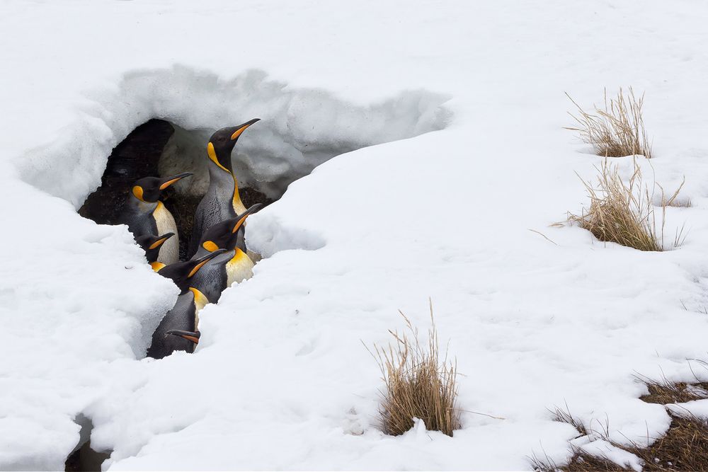 King-Penguins-in-snow-ditch_E7T3678-Fortuna-Bay,-South-Georgia-Islands.jpg