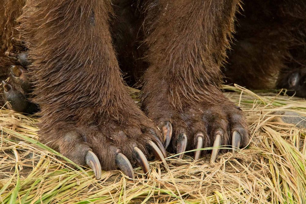 Brown-bear-claws-close-up_M7E0839-Geographic-Harbor,-Katmai-National-Park,-AK.jpg
