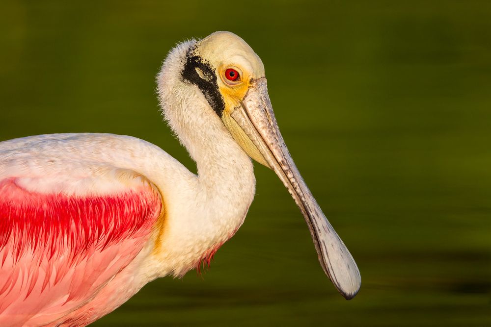Roseate-Spoonbill-head-portrait-with-green-bkgd_M7E5518-Eco-Pond,-Everglades-National-Park,-FL.jpg