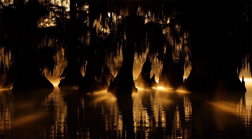 Sunrays-through-the-cypress-trees_F0A2009.jpg