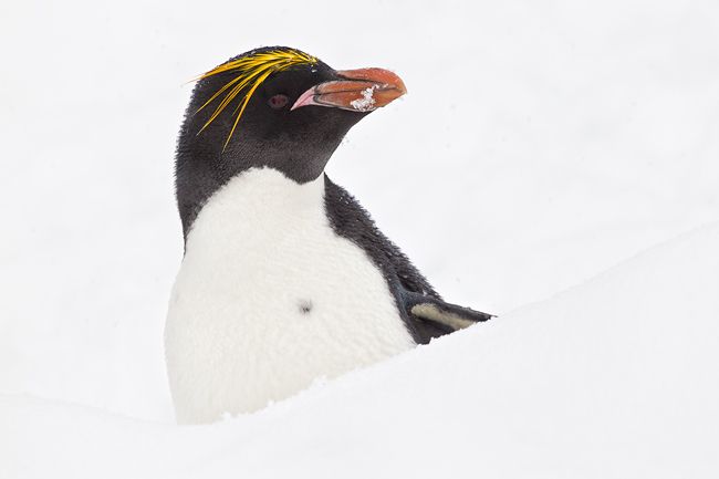 Macaroni-Penguin-hiding-behind-a-snow-ridge-BM7E2024-Cooper-Bay-South-Georgia-Islands.jpg