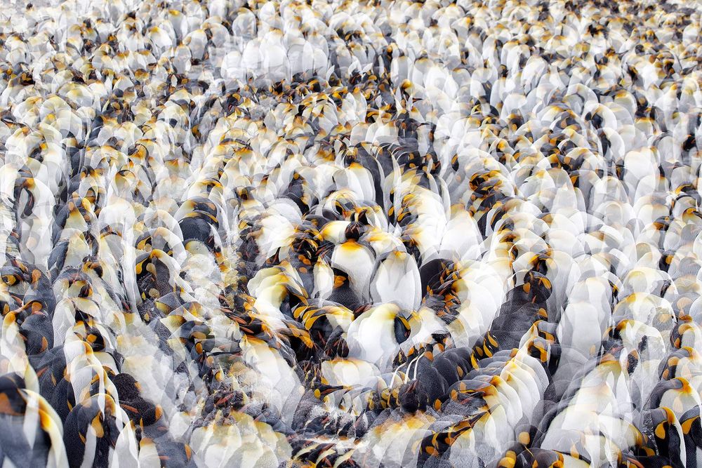 King-penguin-multiple-exposure_44A7876-St-Andrews-Bay-entrance,-South-Georgia-Islands,-Southern-ocean.jpg