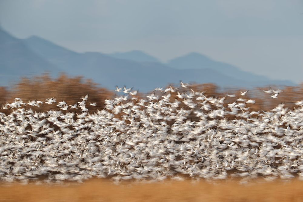 Snow-geese-blast-off-against-trees_E7T2705-Bosque-del-Apache-NWR,-San-Antonio,-NM,-USA.jpg