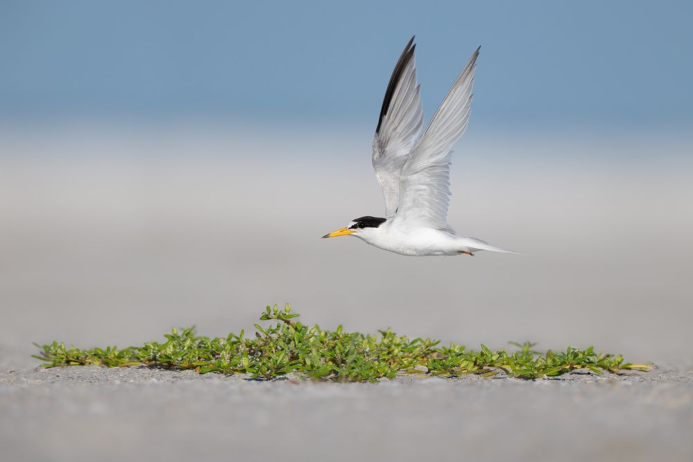 Least-tern-flying-over-beach-vegetation_D8A9115-Fort-de-Soto,-FL,-USA.jpg