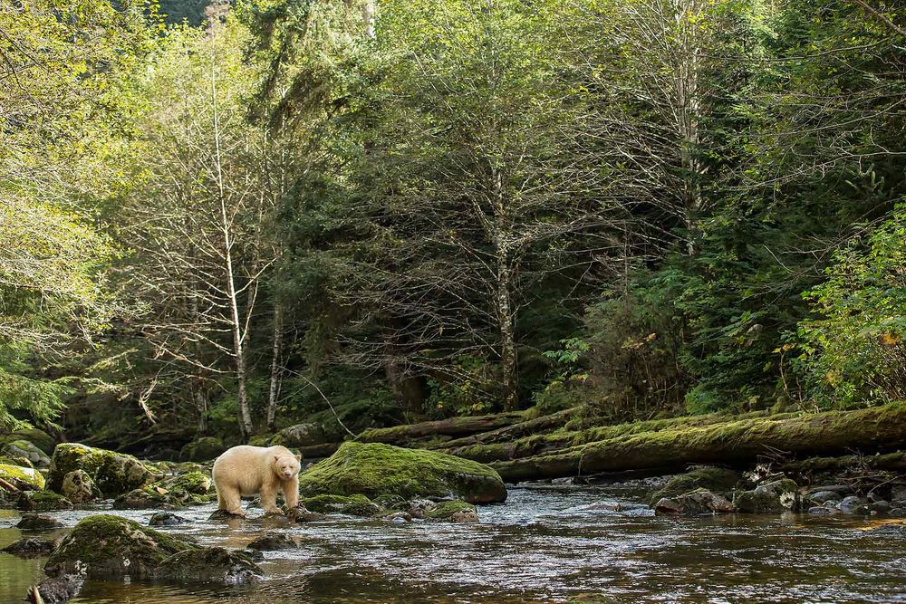 Spirit-bear-on-the-river-in-environment-II_E7T4029-Gribbell-Island,-British-Columbia,-Canada.jpg