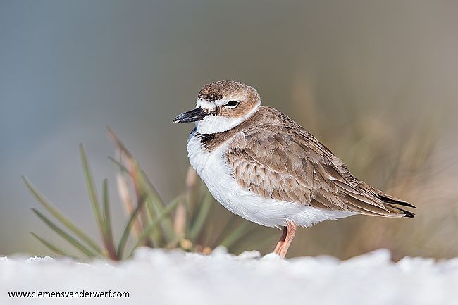 Wilson-plover-with-grass-in-background_E7T1750-Estero-Lagoon-Fort-Myers-Beach-USA.jpg