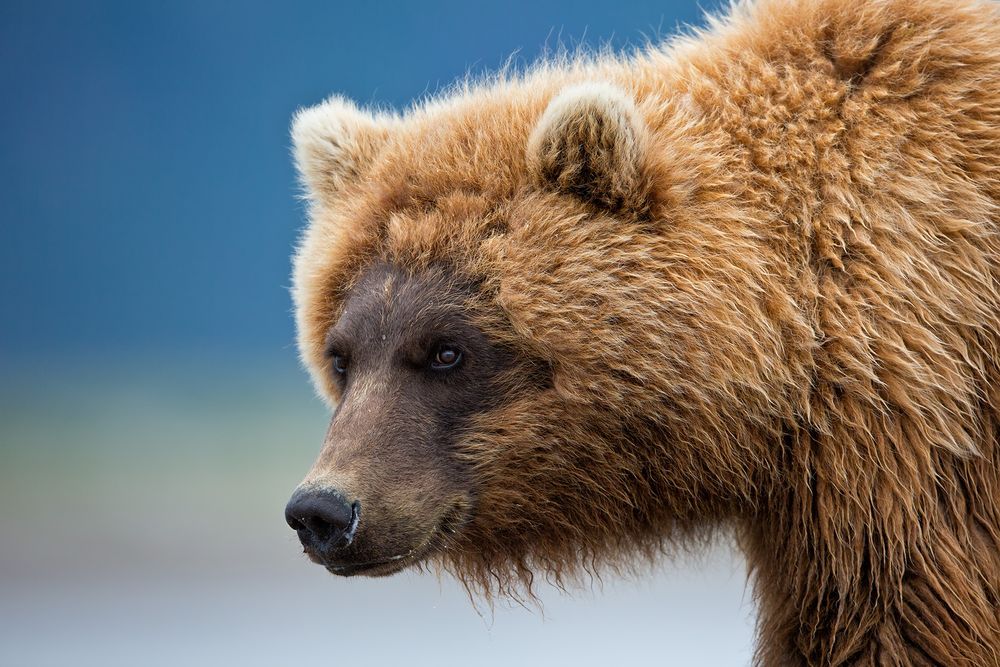 Coastal Brown Bear close up with blue bkgd_W7C9249-Hallo Bay, Katmai NP, AK.jpg