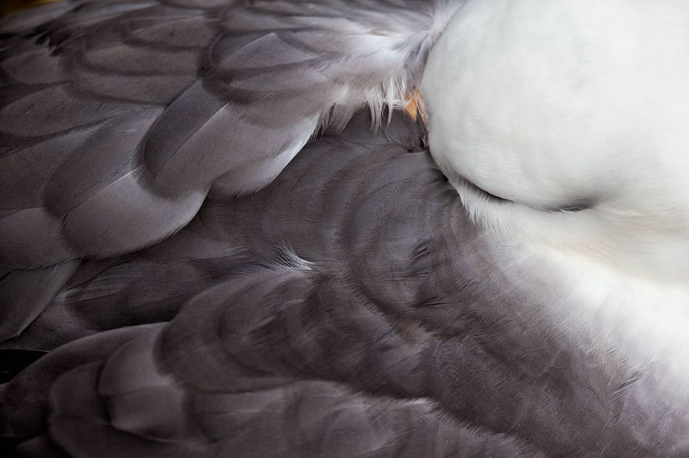 Black-browed-Albatross-sleeping--abstract_E7T6287-New-Island,-Falkland-Islands.jpg