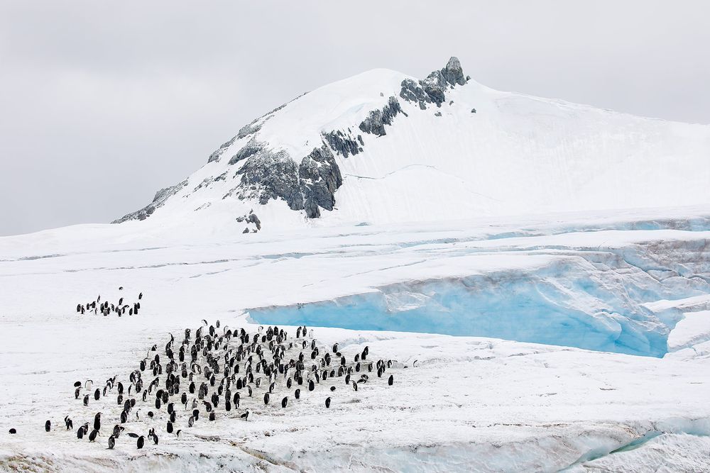 Chinstrap-penguin-colony-on-ice_83A5980-South-Orkney-Islands,-Scotia-Sea.jpg