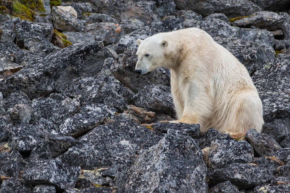 Polar-bear-on-the-rocks-looking-out_E7T3187-Hamiltonbuka,-Svalbard,-Arctic.jpg
