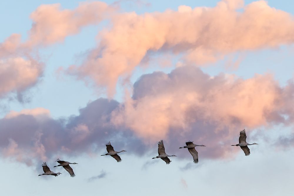 Sandhill-cranes-flying-by-orange-clouds_44A1728-Bosque-del-Apache-NWR,-San-Antonio,-NM,-USA.jpg