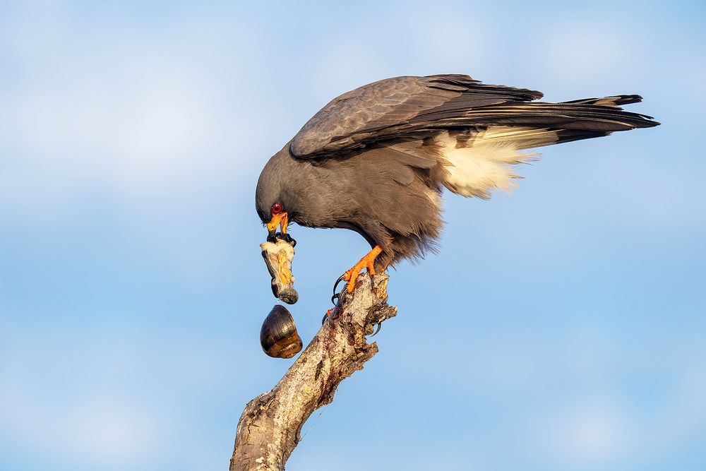 Snail-kite-with-apple-snail-and-falling-shell_A1A5712-Lake-Kissimmee,-Florida,-USA.jpg