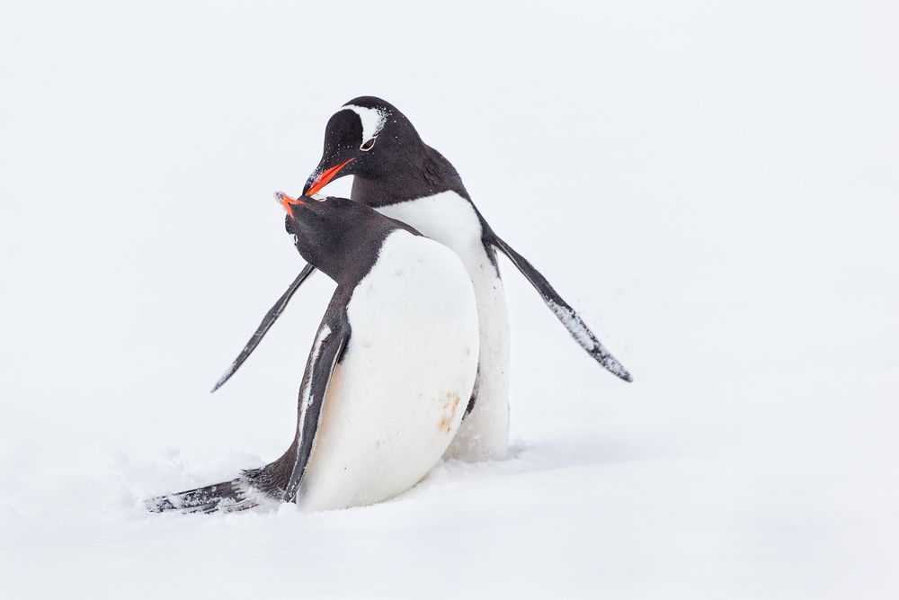 Gentoo-Penguins-showing-love-and-mating-behavior_E7T7736-Port-Lockroy,-Antarctica.jpg