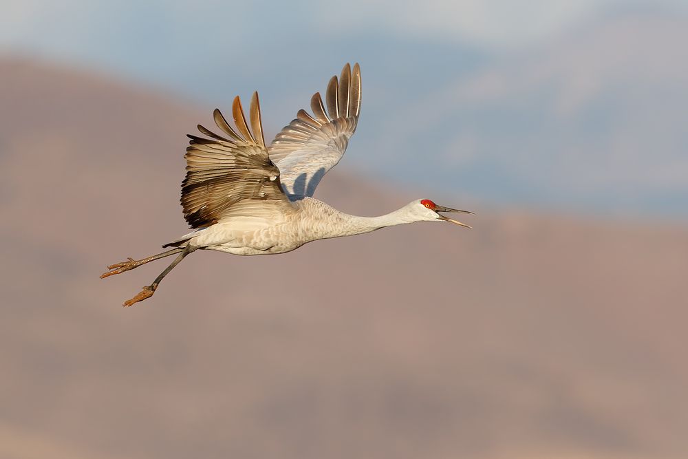 Sandhill-crane-flying-one-leg-down_44A0381-Bosque-del-Apache-NWR,-San-Antonio,-NM,-USA.jpg
