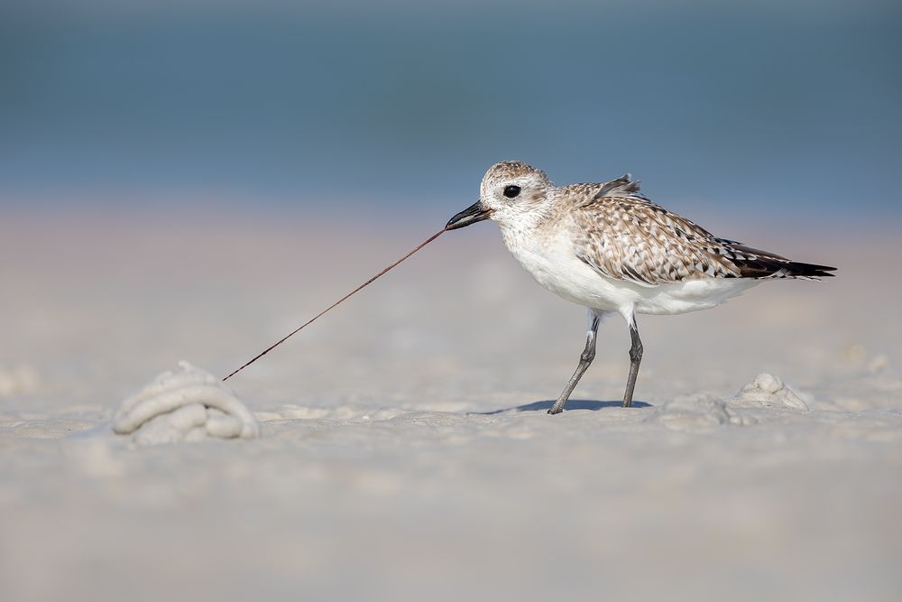 Black-bellied-Plover-with-worm_F7A5284-Fort-de-Soto,-Tierra-Verde,-FL,-USA.jpg