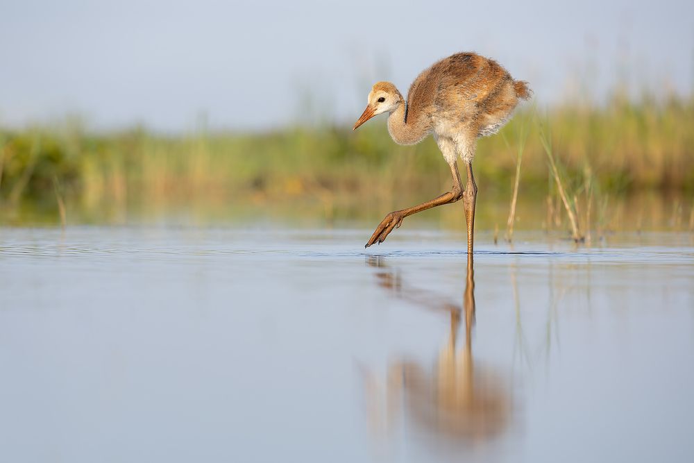 Sandhill-crane-colt-walking-through-water_F7A9686-Indian-Lake-Estates,-FL.jpg