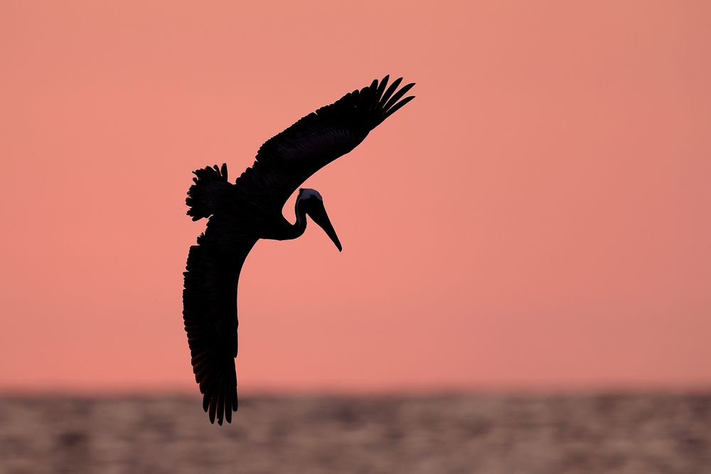 Brown-Pelican-silhouette-pink-sky_F0A2180-Fort-de-Soto,-Florida,-USA.jpg