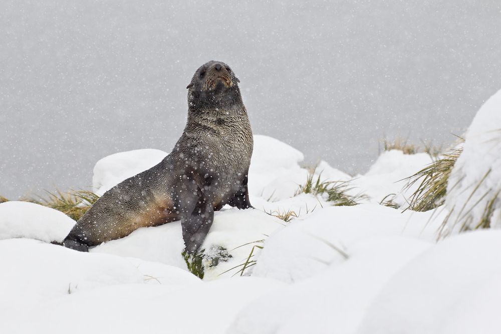 Fur-Seal-displaying-in-the-snow-II-BM7E2903-Cooper-Bay,-South-Georgia-Islands.jpg