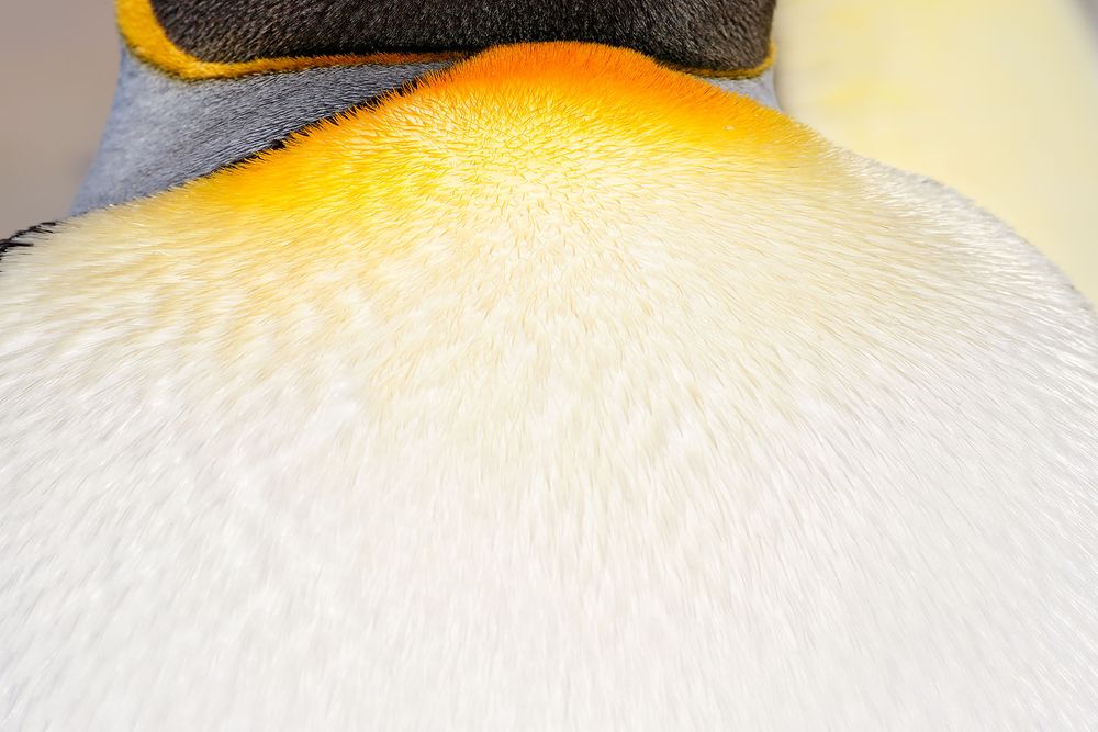 King-Penguin-breast-detail_44A5719-Godthul,-South-Georgia-Islands,-Southern-ocean.jpg
