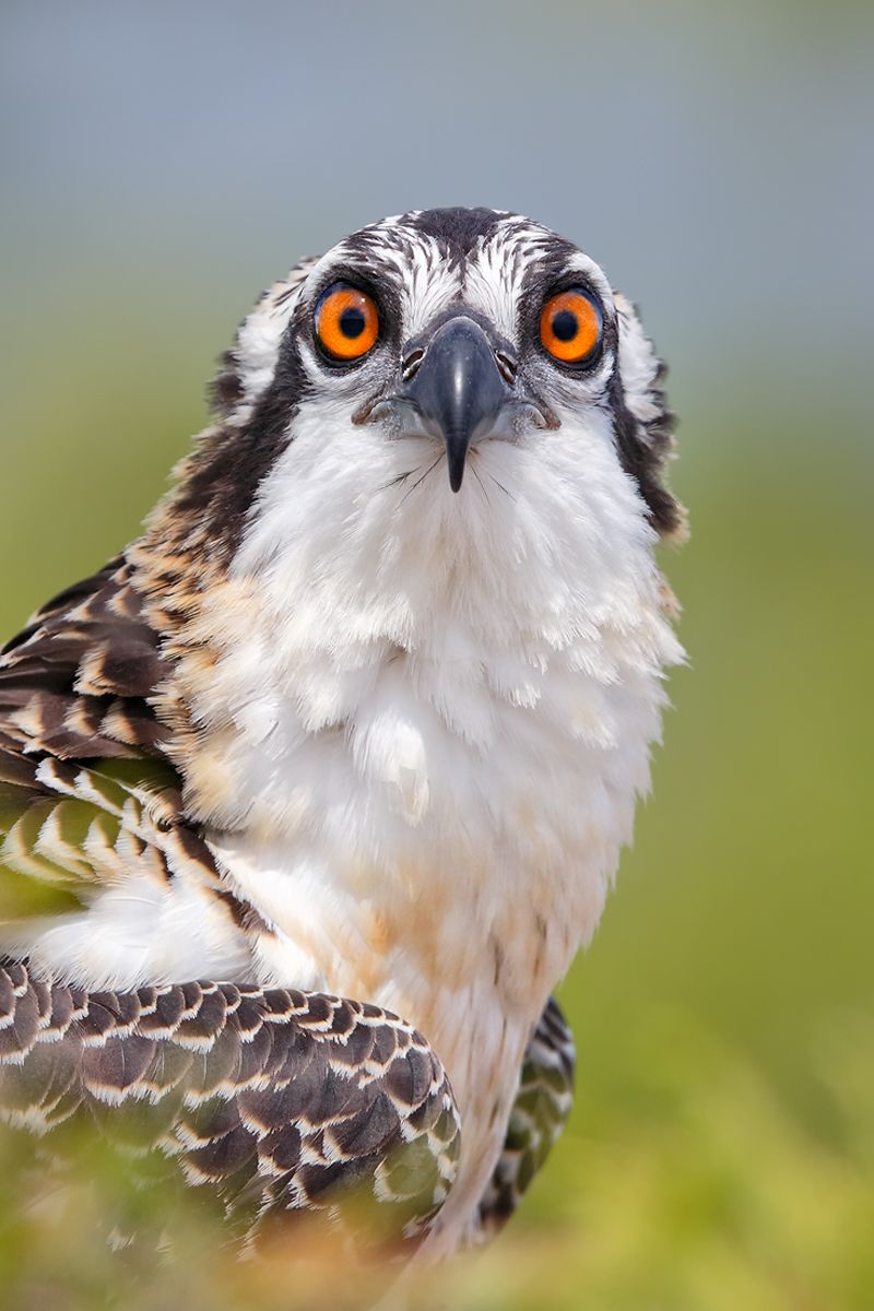 Osprey-chick-head-portrait-looking-down-the-barrel_B8R0587-Lake-Blue-Cypress,-Indian-River-County,-FL,-USA.jpg