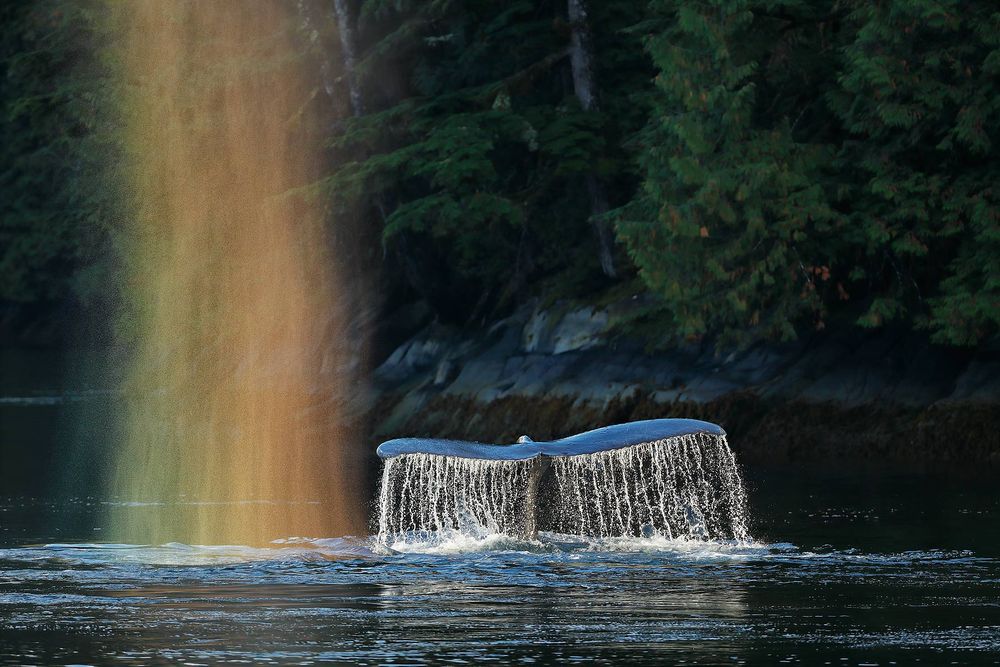 Humpback-whale-fluke-with-rainbow-spray_A3I1854-Gribbell-Island,-British-Columbia,-Canada.jpg