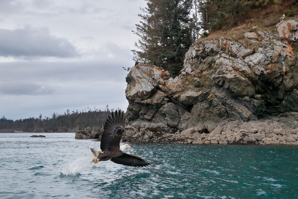 Bald eagle fishing near rock wall_A3I3012-Kachemak Bay, Kenai Penisula, AK, USA.jpg