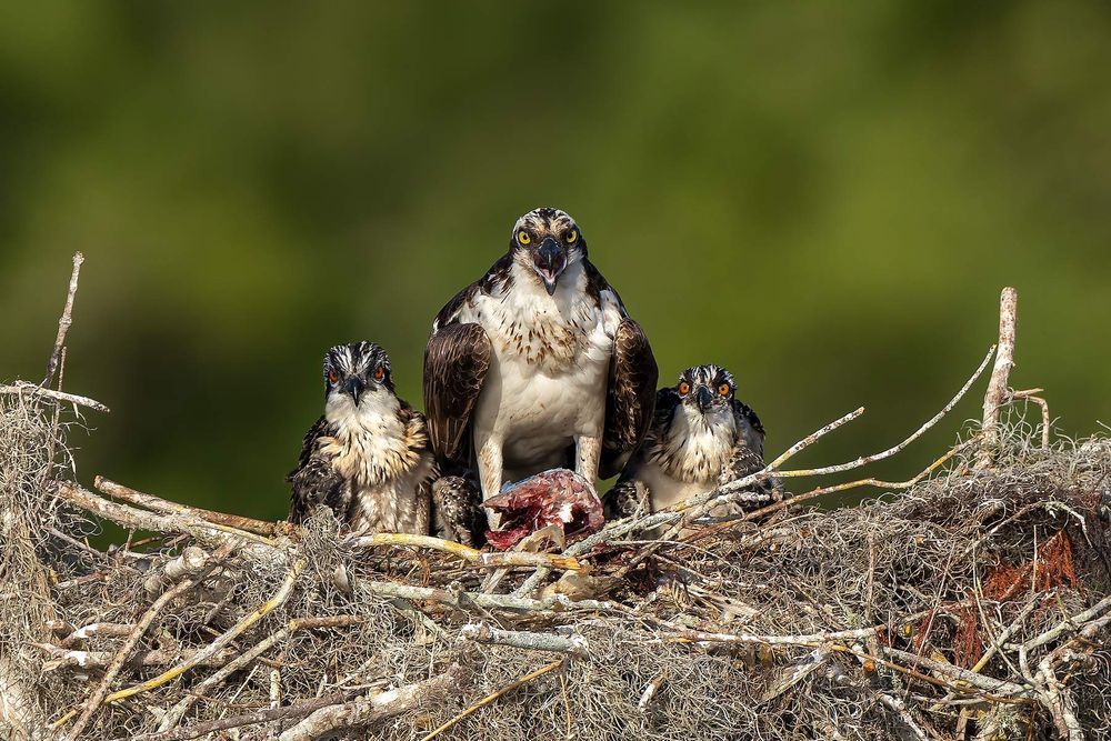 Osprey-with-chicks-on-the-nest-II_F7A0821-Blue-Lake-Cypress,-FL.jpg