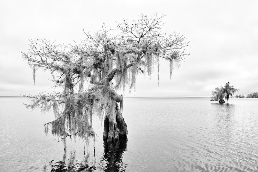 Cypress tree with spanish moss_B&W_S6A0595-Lake Blue Cypress, FL, USA.jpg