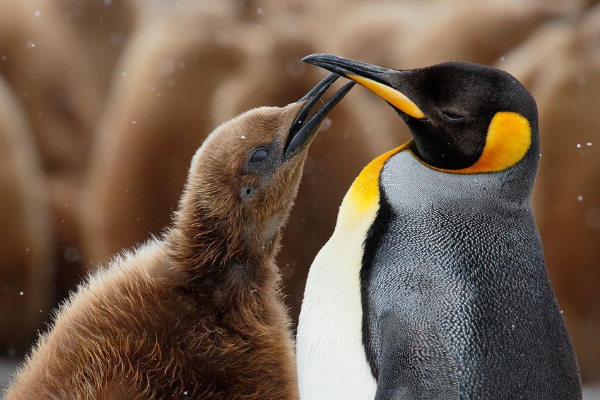 king-penguin-with-begging-check_44a6257-fortuna-bay-south-georgia-islands-southern-ocean.jpg