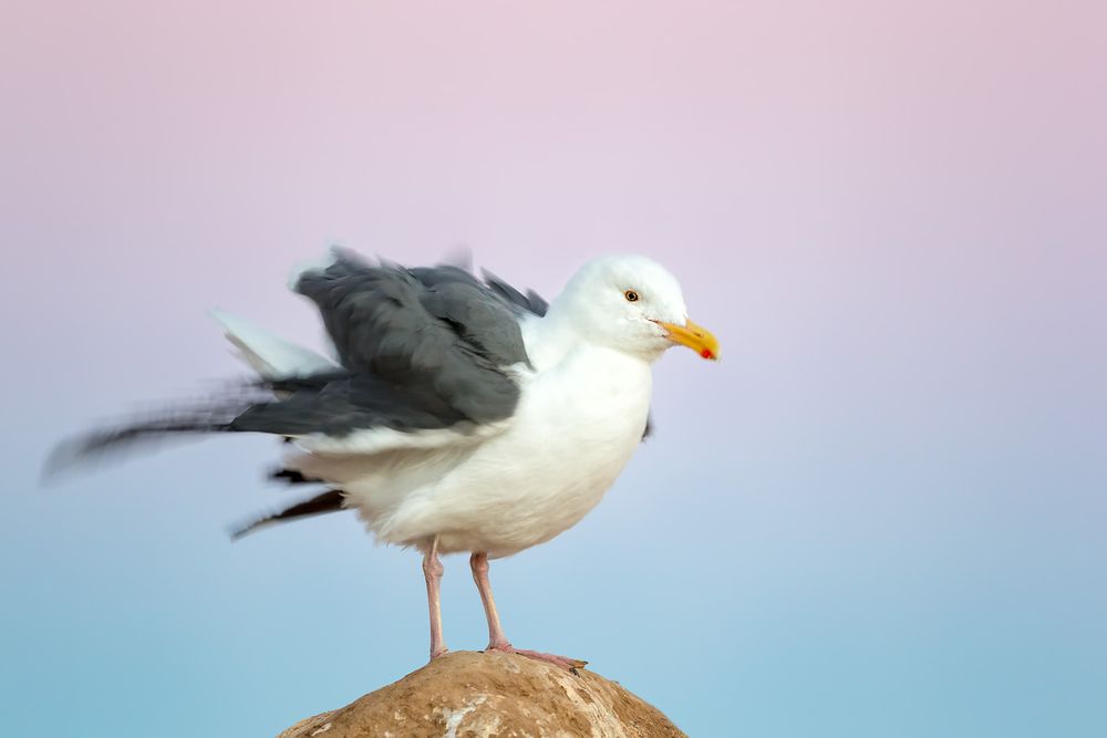 Western gull in early morning pink light_E7T9622-La Jolla Cliffs, La Jolla, USA.jpg