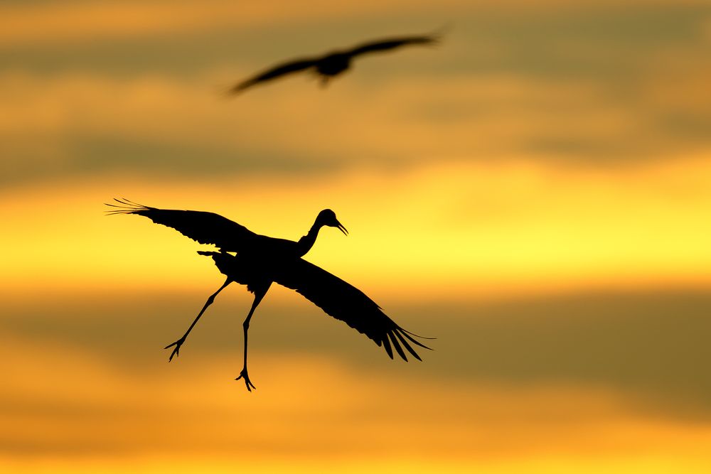 Sandhill-cranes-landing-against-sunset_44A6001-Bosque-del-Apache-NWR,-San-Antonio,-NM,-USA.jpg