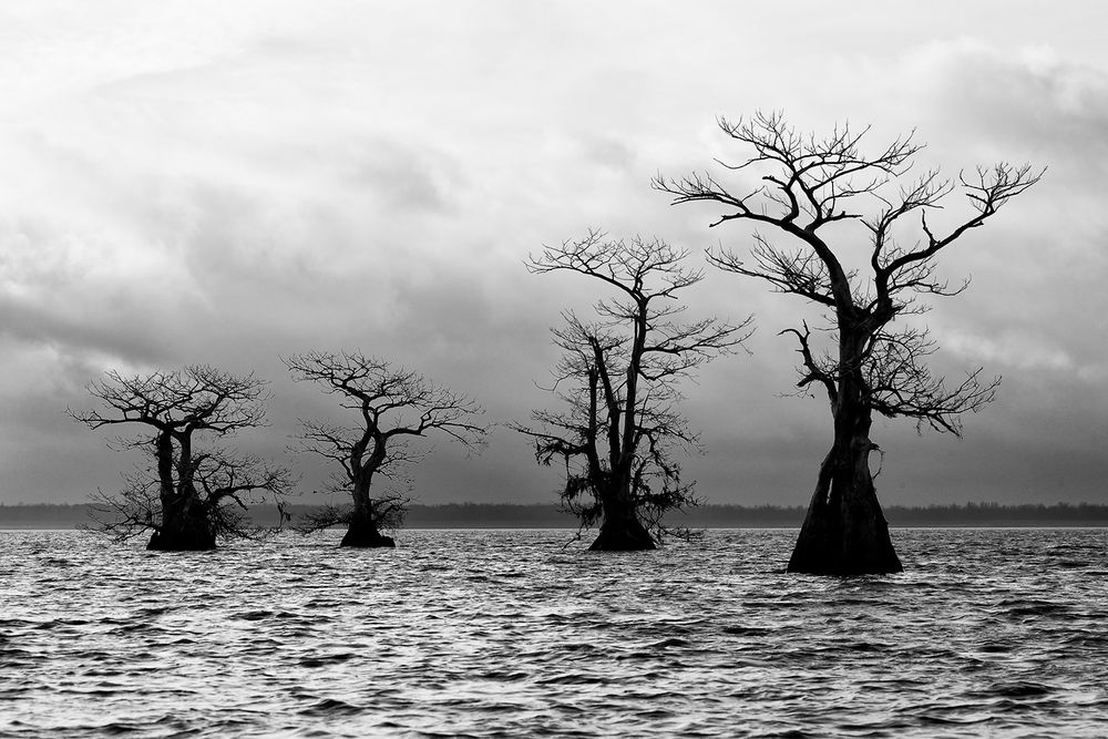 Cypress tree line up in the lake_B&W_A3I2418-Atchafalaya Basin, LA, USA.jpg