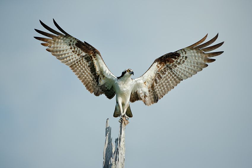 osprey-on-a-tree-with-wings-wide_e7t1353-lake-blue-cypress-fl-usa.jpg