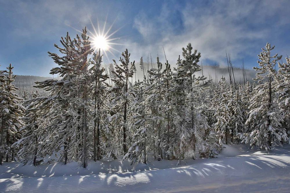 Logpine-tree-with-snow-and-sunburst_S6A5710-Yellowstone-National-Park,-WY,-USA.jpg