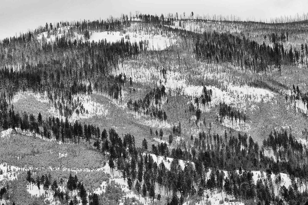 Trees-on-the-mountain-side_B&W_B8R5712-Lamar-Valley,-Yellowstone-National-Park,-WY,-USA.jpg