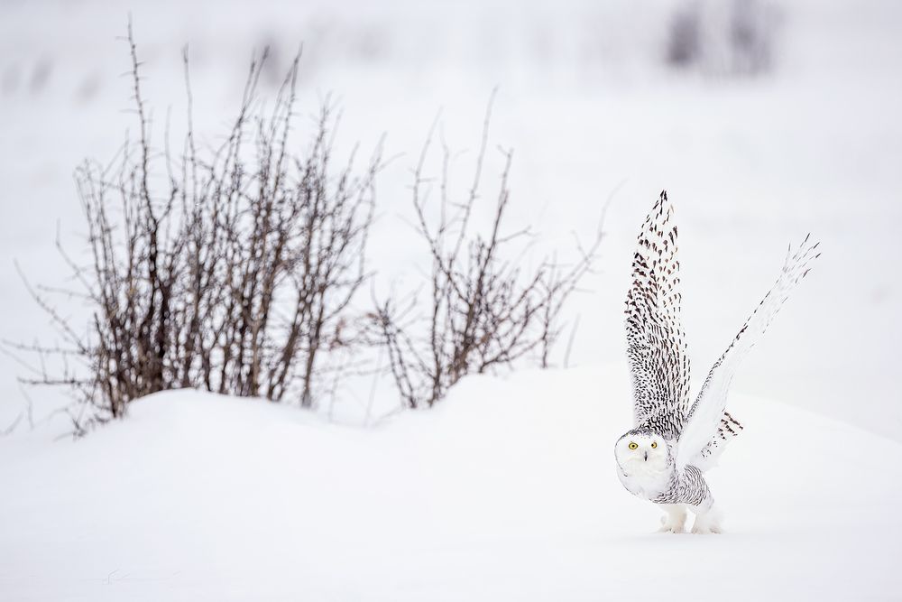 Snowy-owl-ready-to-lift-off_F0A6146.jpg