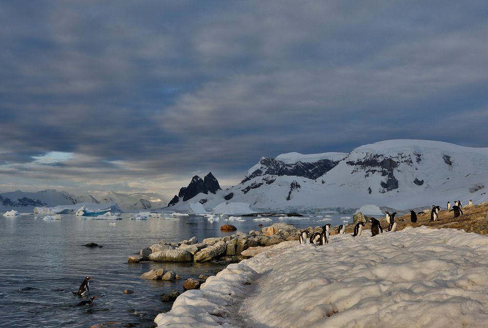 Gentoo-Penguins-getting-ashore_S6A8010-Danco-Island,-Antarctica.jpg