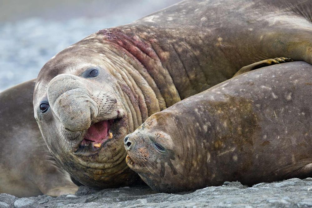 Elephant-Seal-pair-copulating_B8R3636-Salisbury-Plain,-South-Georgia-Islands.jpg