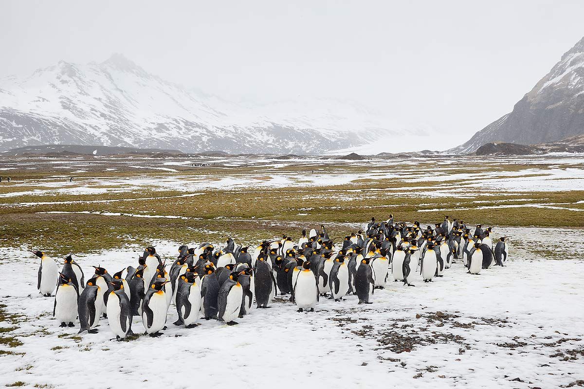 king-penguins-in-the-snow_b8r4696-fortuna-bay-south-georgia-islands-southern-ocean.jpg