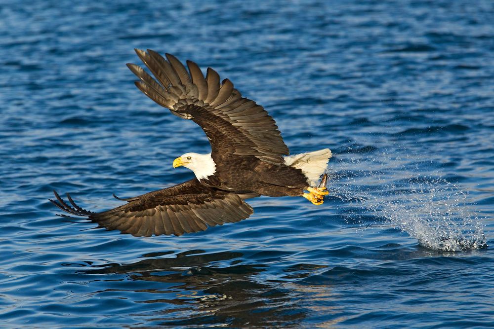 Bald-eagle-wings-foreward-with-fish-above-water-E07G8090-Homer,-AK.jpg