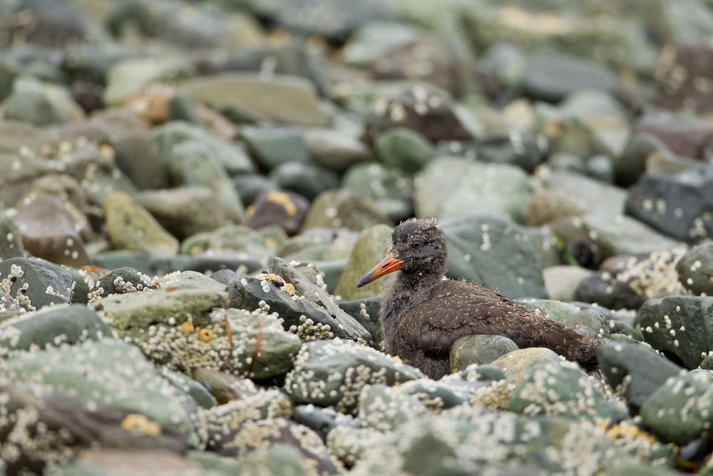 Black-Oystercatcher-chick-hidden-in-the-rocks_M7E0980-Kukak-Bay,-Katmai-National-Park,-AK.jpg