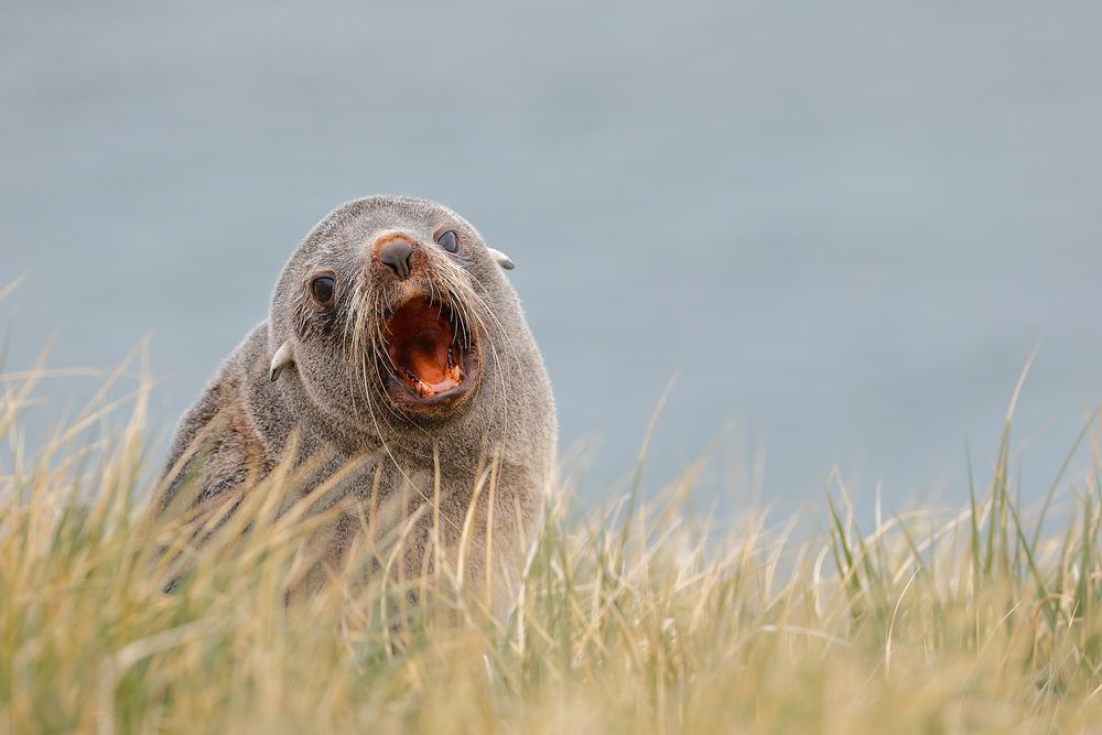 Fur-Seal-in-the-tussack-grass_B8R3063-Elsehul,-South-Georgia-Islands,-Southern-ocean.jpg