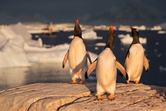 Gentoo-Penguins-on-a-rock-in-late-light_E7T2761-Booth-Island-Antarctica.jpg