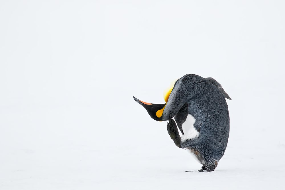 King-Penguin-scratching-his-head_44A6033-Fortuna-Bay,-South-Georgia-Islands,-Southern-ocean.jpg